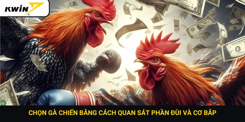 Chọn gà chiến bằng cách quan sát phần đùi và cơ bắp