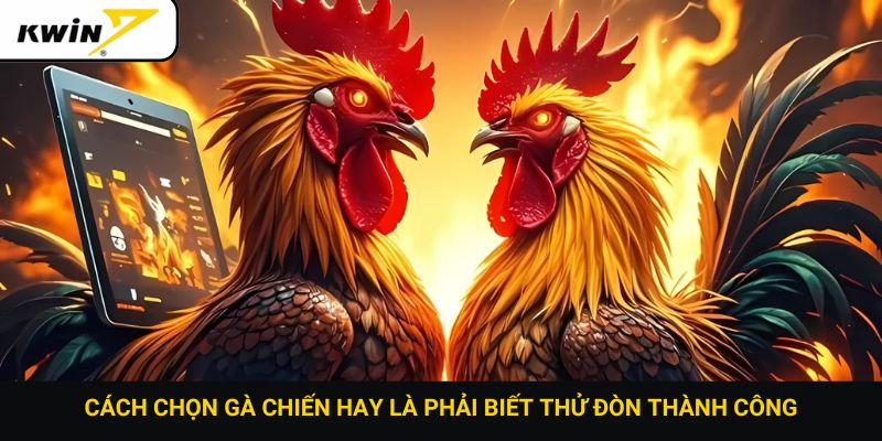 Cách chọn gà chiến hay là phải biết thử đòn thành công