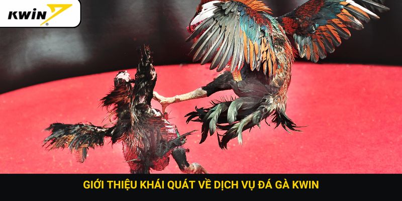 Giới thiệu khái quát về dịch vụ đá gà Kwin