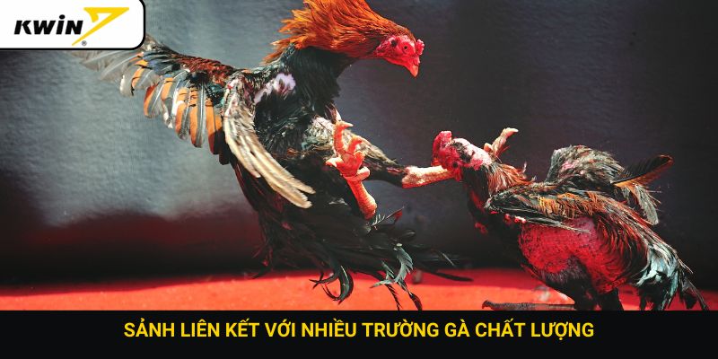 Sảnh liên kết với nhiều trường gà chất lượng