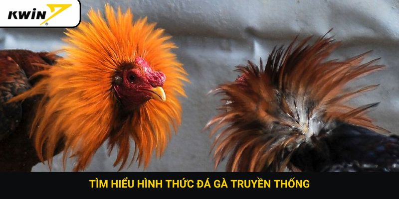 Tìm hiểu hình thức đá gà truyền thống