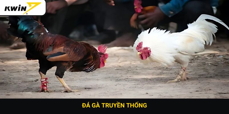Đá gà truyền thống